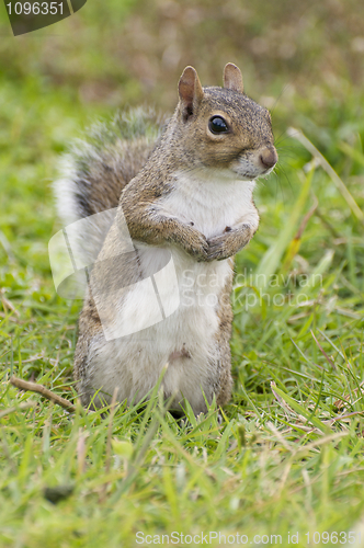 Image of Eastern Gray Squirrel