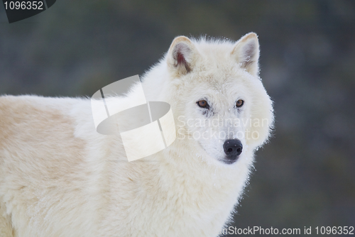 Image of Gray or Arctic Wolf