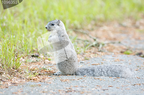 Image of Delmarva Peninsular Fox Squirrel 