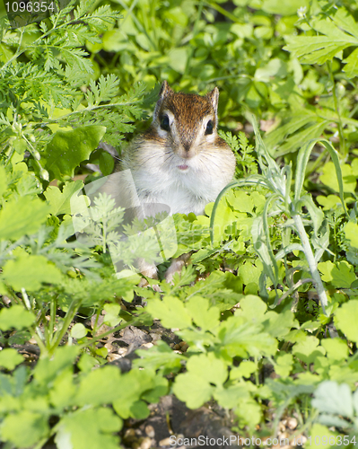 Image of Siberian Chipmunk