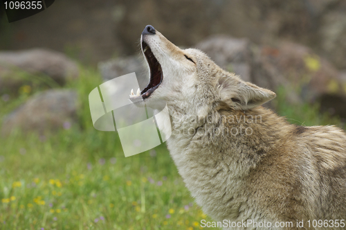 Image of Coyote