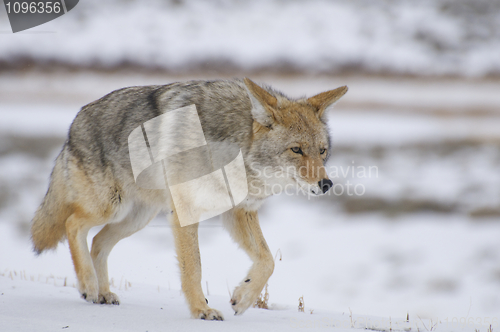 Image of Coyote