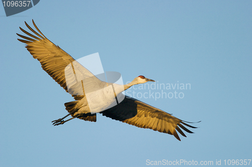 Image of SandHill Crane