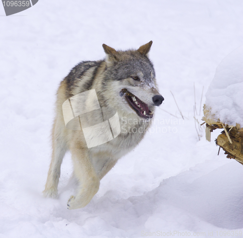 Image of Gray or Arctic Wolf