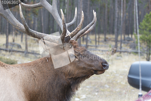 Image of Canadian Elk