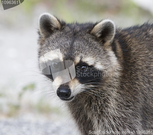 Image of Raccoon