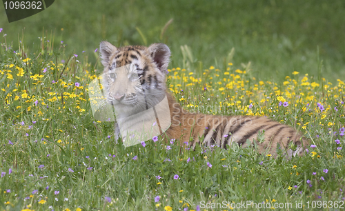 Image of Tiger Cub