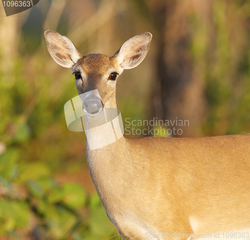 Image of Key Deer 