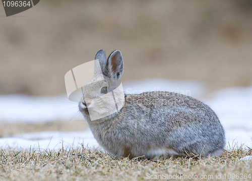 Image of Mountain Cottontail Rabbit 