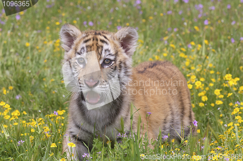 Image of Tiger Cub