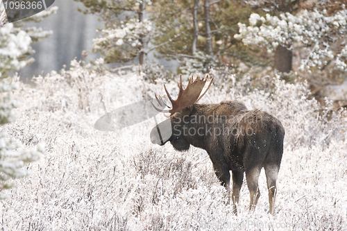 Image of American Moose