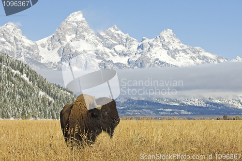 Image of Bison