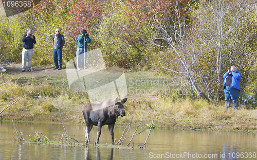 Image of American Moose