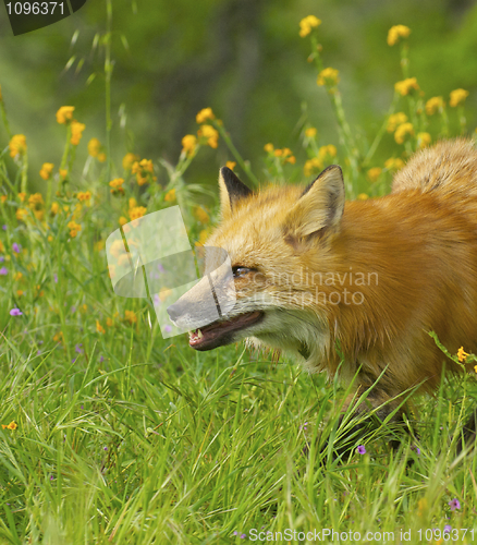 Image of Red Fox
