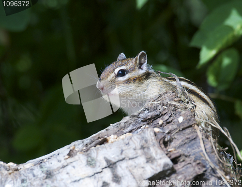 Image of Siberian Chipmunk