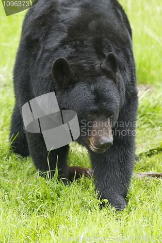 Image of American Black Bear