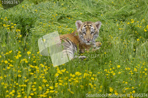 Image of Tiger Cub