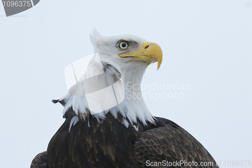 Image of Alaskan Bald Eagle