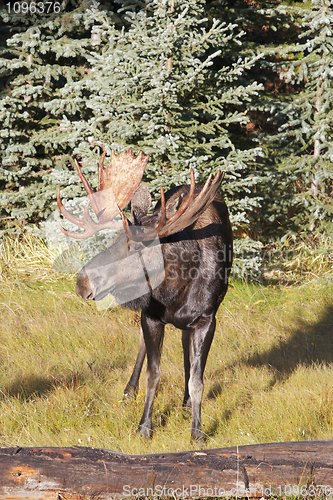 Image of American Moose