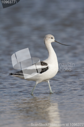 Image of American Avocet