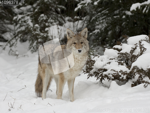 Image of Coyote 