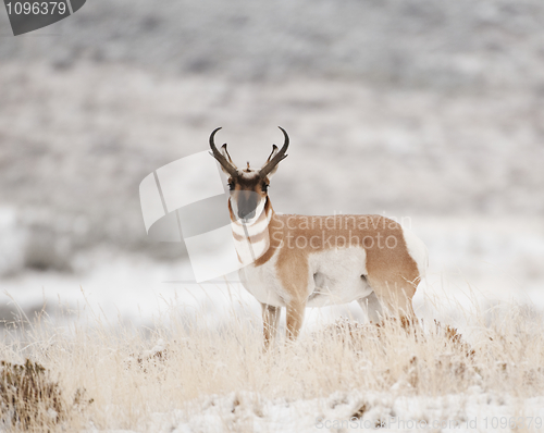 Image of Pronghorn