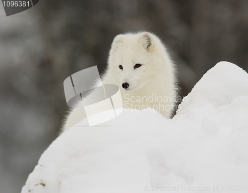 Image of Arctic Fox