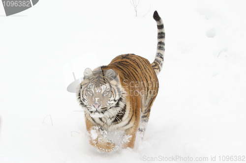 Image of Amur Tiger