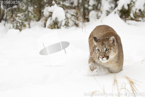 Image of Mountain Lion