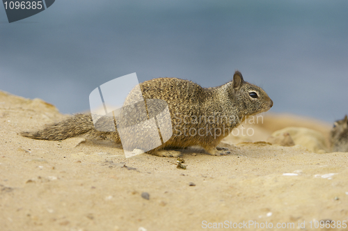 Image of California Ground Squirrel