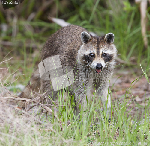 Image of Raccoon