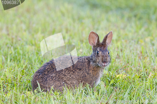 Image of Marsh Rabbit