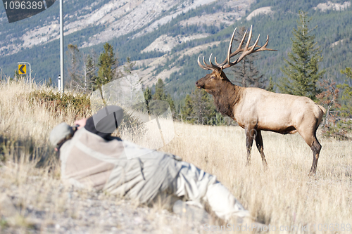 Image of Canadian Elk