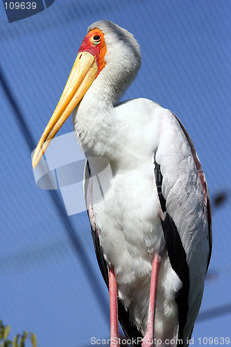 Image of Crane