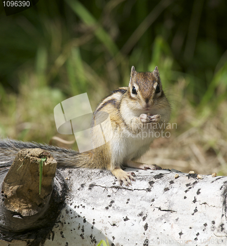 Image of Siberian Chipmunk