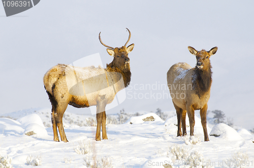 Image of Elk