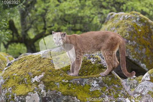 Image of Mountain Lion