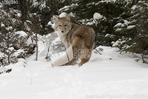 Image of Coyote 