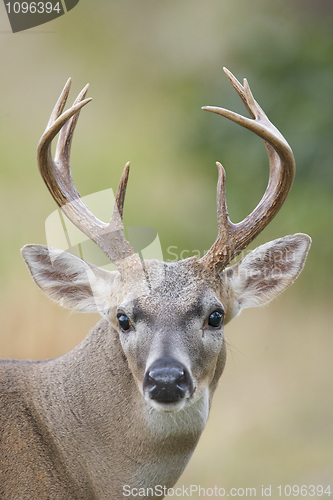 Image of Key Deer 