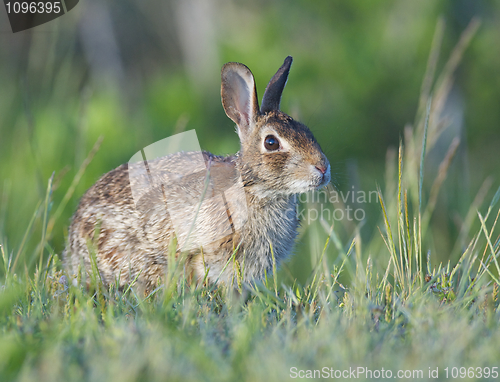 Image of Eastern Cottontail Rabbit 