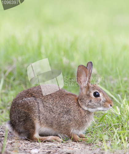 Image of Marsh Rabbit