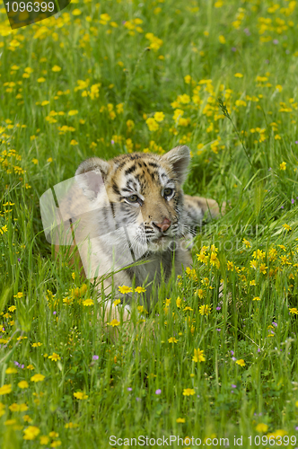 Image of Tiger Cub