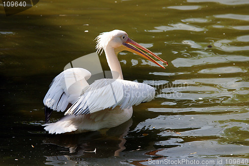 Image of Pelican