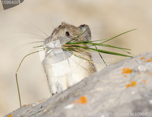 Image of American Pica