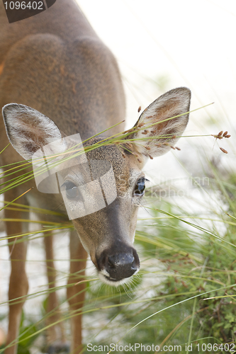 Image of Key Deer 