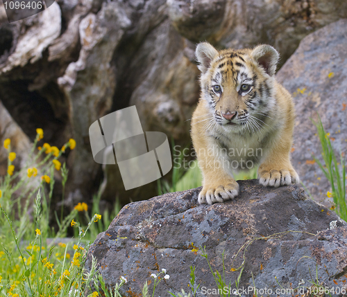 Image of Tiger Cub