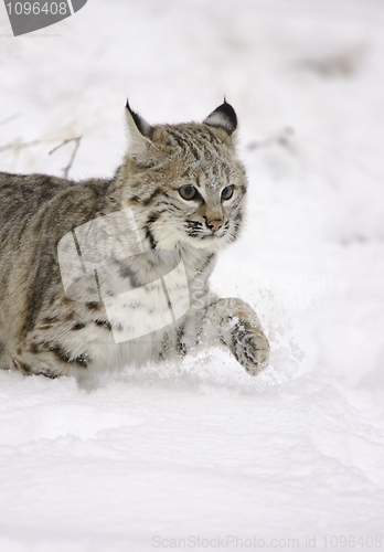 Image of Bobcat