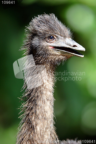 Image of Ostrich