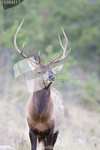 Image of Canadian Elk 