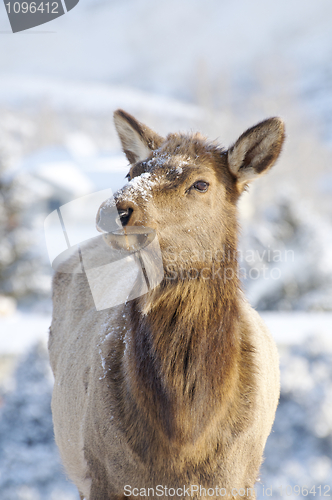 Image of Elk 